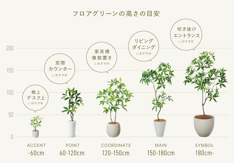 その他観葉植物 / 妥協しない！ 観葉植物の高さ別選び方のコツ | PRIMA Online